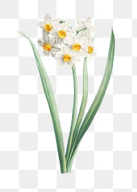 Vintage white narcissus flower transparent png