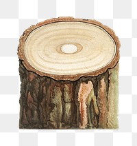 Vintage tree stump transparent png