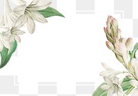 Vintage blank tuberose flower themed frame transparent png