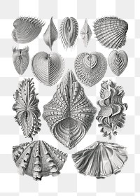 Vintage shellfish illustrations set transparent png