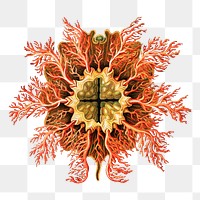 Colorful vintage tunicate illustration transparent png