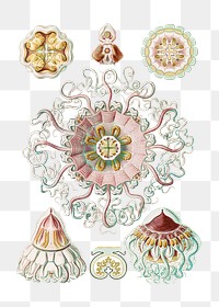 Vintage jellyfish marine life illustrations set transparent png
