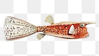 Vintage fish illustration transparent png