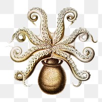 Vintage octopus illustration transparent png