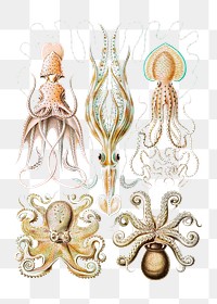 Vintage octopus illustration set transparent png