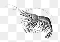 Vintage prawn drawing transparent png