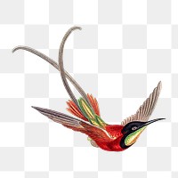Colorful vintage hummingbird illustration transparent png