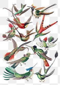 Vintage hummingbird illustrations set transparent png