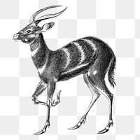 Vintage antelope drawing transparent png