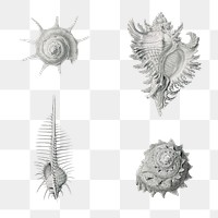Vintage shells marine life illustrations set transparent png