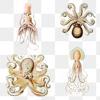Vintage octopus marine life illustrations set transparent png