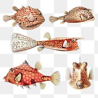 Vintage fishmarine life illustrations set transparent png