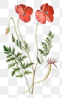 Red Papaver Rhoeas flower transparent png