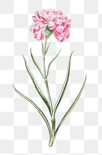 Pink caryophyllus maximus carnation transparent png