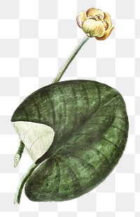 Water lily and leaf transparent png