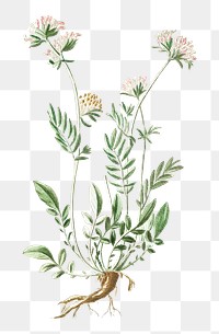 Kidney Vetch transparent png