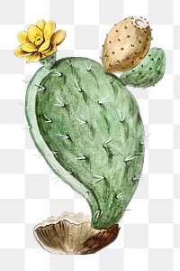 Prickly Pear, Indian Fig transparent png