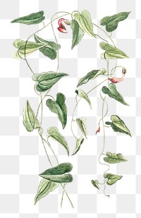 Aristolochia Pistolochia Altera transparent png