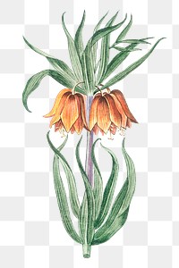 Crown imperial transparent png