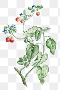 Solanum spinosum tomato plant transparent png