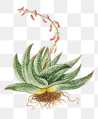 Spineless African Aloe transparent png