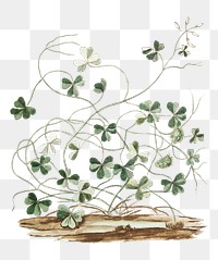 Subterranean Clover transparent png