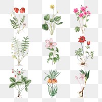 Set of blooming flowers transparent png