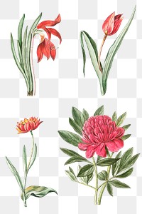 Set of hand drawn flowers transparent png