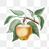 Hand drawn gala apple sticker design element