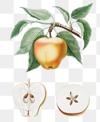 Hand drawn gala apple design element