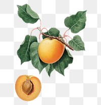 Hand drawn German apricot fruit design element