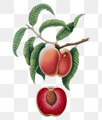 Hand drawn peach fruit design element