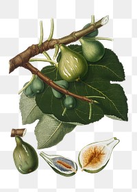 Hand drawn fig fruit design element