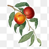Hand drawn peach fruit stickerdesign element