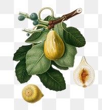 Hand drawn fig fruit design element