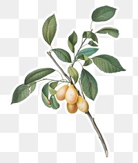 Hand drawn plum fruit sticker design element