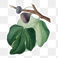 Hand drawn black fig fruit sticker design element