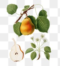 Hand drawn pear fruit design element