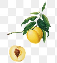 Hand drawn yellow apricot fruit design element