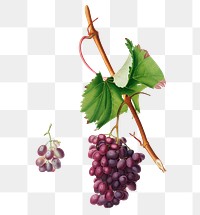 Hand drawn bunch of Barbarossa wine grapes design element