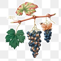 Hand drawn bunch of Summer grapes sticker design element