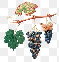 Hand drawn bunch of Summer grapes design element