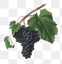 Hand drawn bunch of Canaiolo grapes sticker design element