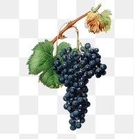 Hand drawn bunch of black wine grapes design element