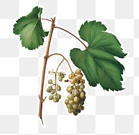 Hand drawn bunch of Friuli white grape sticker design element