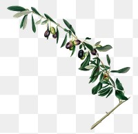 Hand drawn olives design element