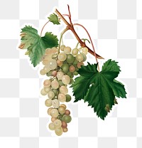 Hand drawn bunch of Muscat grape sticker design element