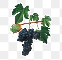 Hand drawn bunch of Lacrima red wine grapes sticker design element