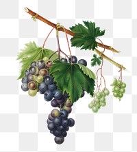 Hand drawn bunch of black and green grapes design element
