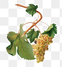 Hand drawn bunch of Vermentino wine grapes sticker design element